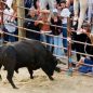 Festas de São Francisco – Confraternização Camponesa
